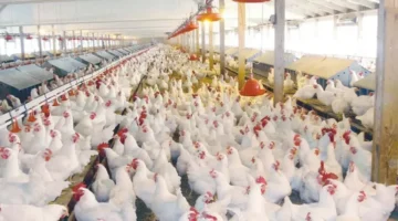 شعبة الدواجن تحذر من مخاطر صحية لاستهلاك فراخ السردة